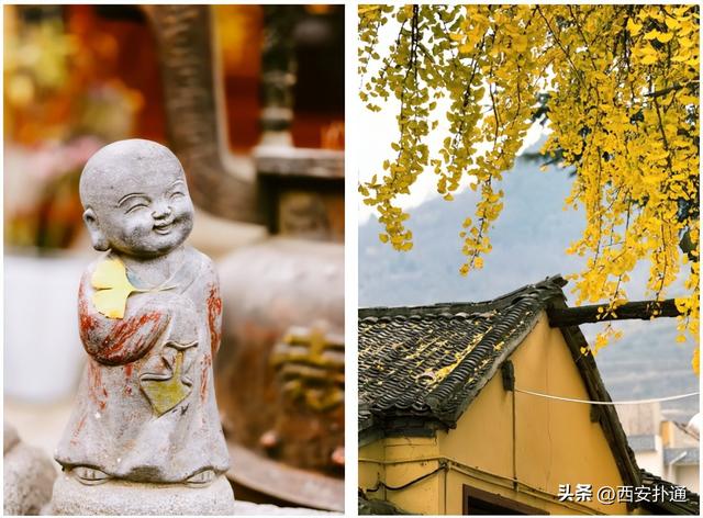 古观音禅寺谢幕？这里的千年银杏，才是最后的隐藏彩蛋！