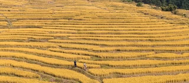 在连山，如何让一片梯田重获新生