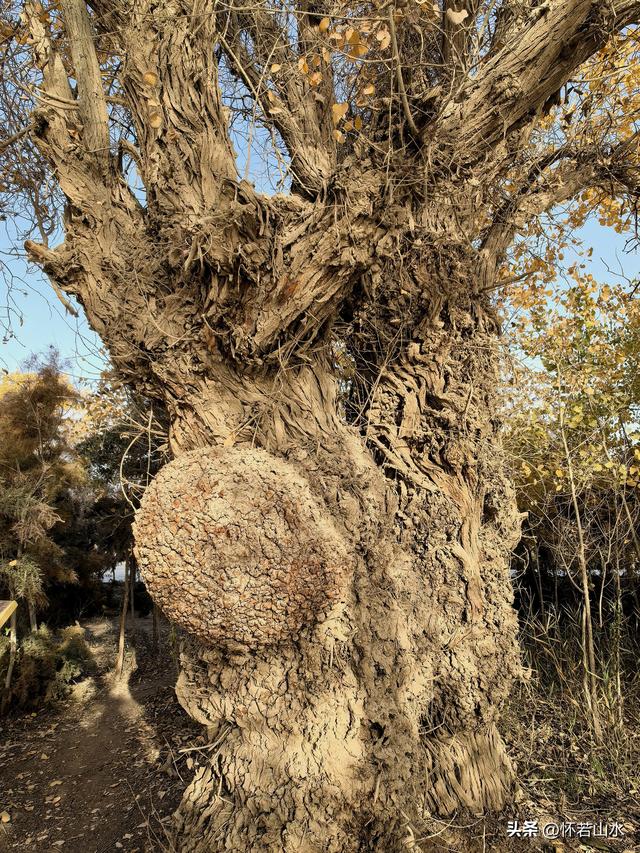 2025环南疆沙漠铁路背包自由行日记(6)---游览巴楚红海胡杨林景区