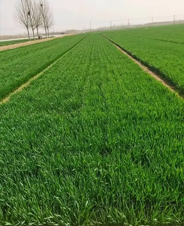 “最怕大雪一日晴”，今日大雪	，为啥怕？冬天冷不冷？早看早知道