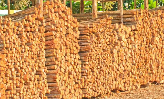 日本和美国早已禁种	，中国为何依然大力种植？背后原因不简单