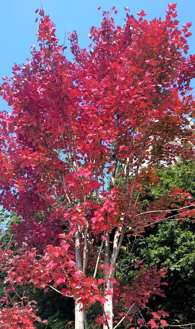 藏在烟火里的彩林