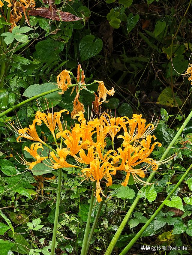 成都徒步（69）·彭州篇⑯法藏寺环线（桥断未走通）