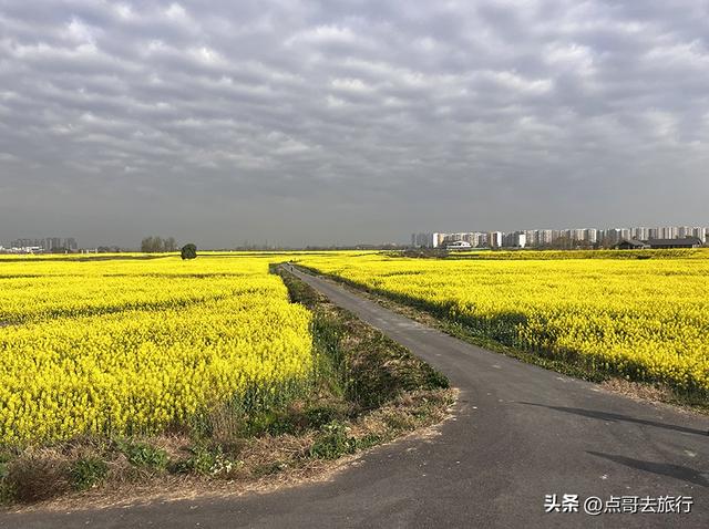 成都城区最大的油菜花田，2000亩铺天盖地般壮美，视觉非常震撼！