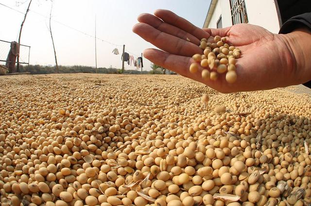 为大豆放低身段，美国公开表示：若中国需要大豆，希望先找美国