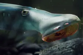 英国国王因它丧命！揭秘恐怖片中吸血怪物的“来头”图片