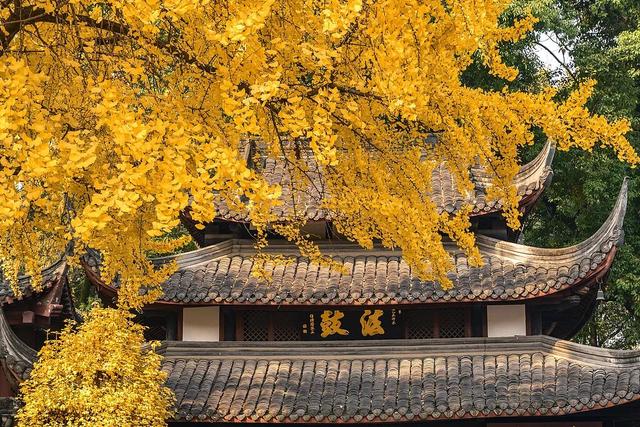 好看！好拍！🤩成都秋日银杏打卡攻略请收好~