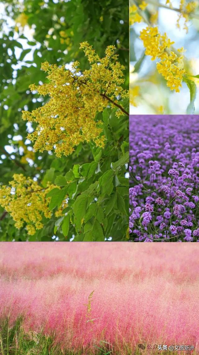 双节畅游新洲 | 粉的、紫的、金黄的…...新洲花海美成秋天童话！国庆假期来打卡~