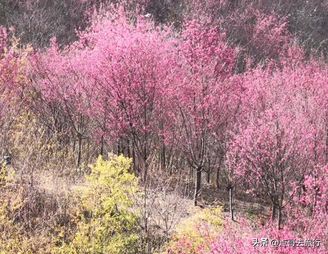 成都附近千亩樱花开了，漫山遍野粉色云霞，超级漂亮，不要门票！