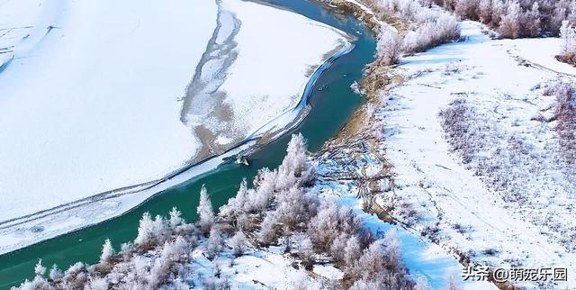 新疆寒冬变水晶王国，塔里木河畔冰霜奇景，游客直呼太震撼了