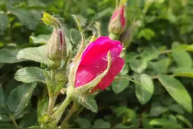 男人主动舌吻你原因 男人要和我舌吻,是爱吗图片