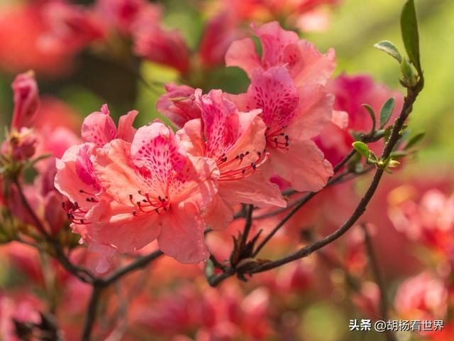 杜鹃——韶华易逝
