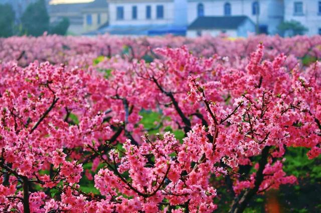 已就位！江阴又一网红打卡点！