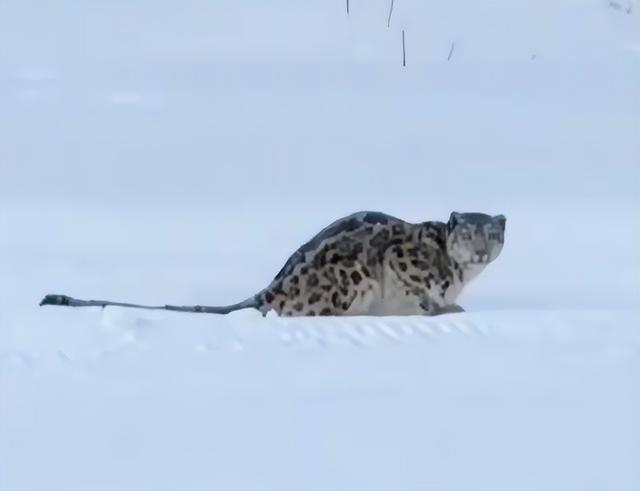 雪豹咬人真相澄清！央视断言：女子违规靠近雪豹，景区警告当摆设