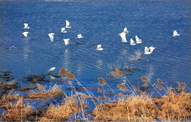 我在千湖湿地撞见了冬天的温柔