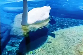 勃拉姆斯的旷世之恋图片