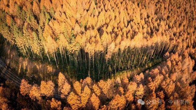 崇州彩林天花板🤩🤩🤩谁还没去过？