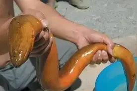 老人言“穷死不吃望月鳝”，啥是“望月鳝”？真的不能吃吗？图片