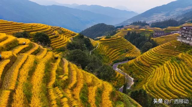 龙脊不“剪”秋，梯田收割正当时快来体验~