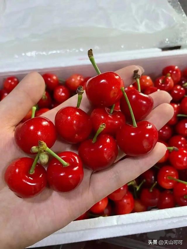 樱桃品种排名前十，哪种甜又好吃？