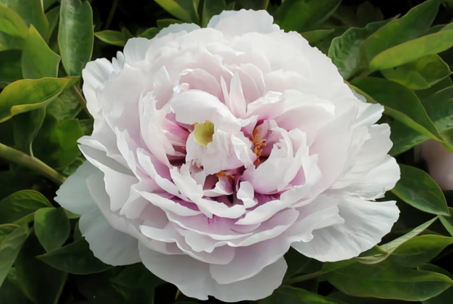 护航牡丹文化节丨黑的白的红的黄的紫的绿的蓝的