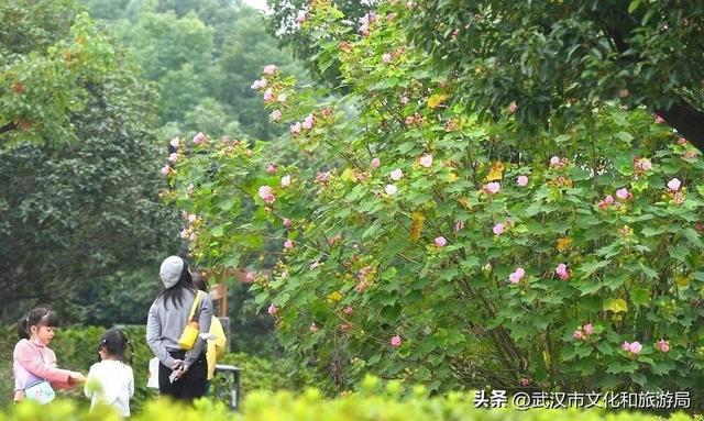 花色一日三变！武汉秋日木芙蓉花海上线