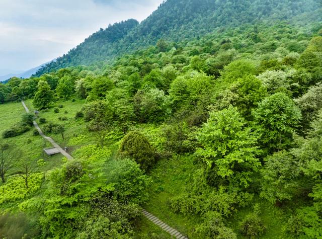 绿意+山林+森呼吸，在黑竹沟景区，慢享夏日山林趣～