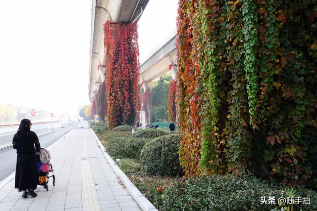 邂逅初冬美景，上海地铁11号线安亭段桥墩爬山虎红了