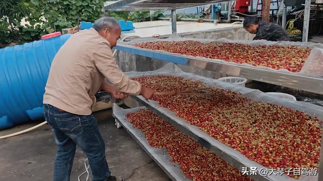 房车自驾新寨咖啡村满村咖啡香飘出致富路，却难寻一席之地停车！