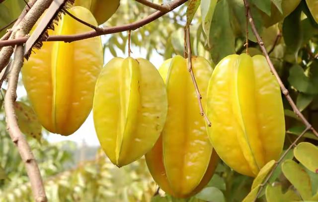 带着孙女去旅行（164）广西扬美古镇