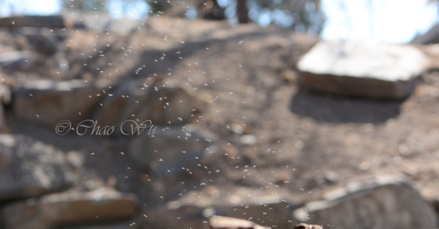 北京雪地惊现蚊子爬行，蚊子出现抗寒性了？