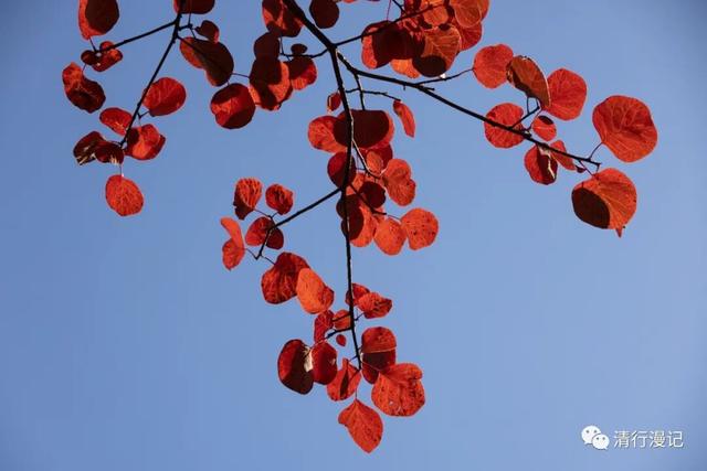 京郊游之坡峰岭