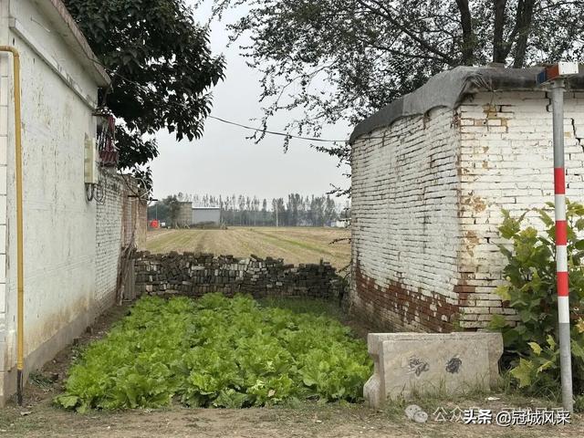 冠县乡韵·桑阿镇野场村