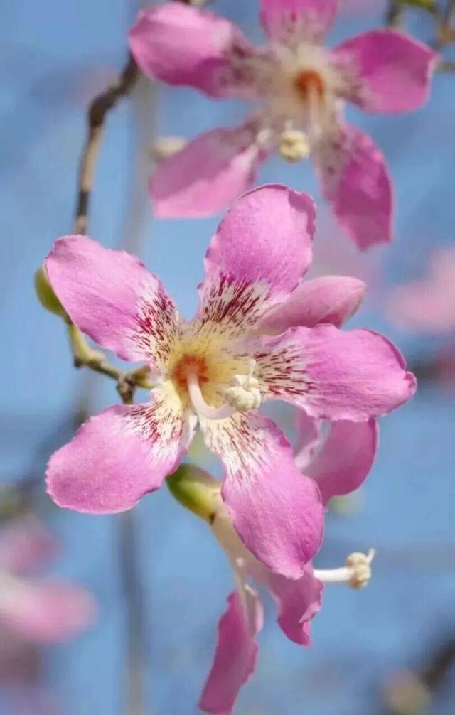 【美丽四川】川兴大道异木棉‖陈林