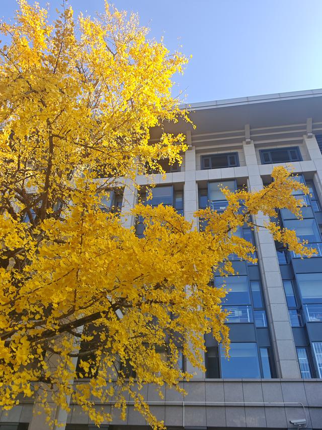 昆明市行政中心另一处，李世民种植银杏树的缩小版，赶快克