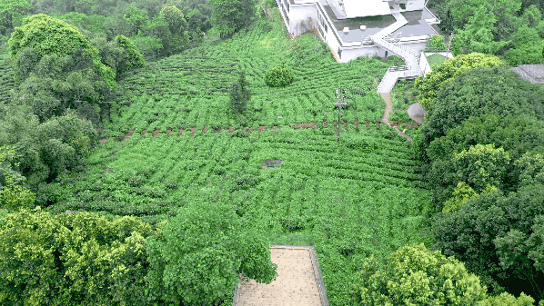 在竹上花楸，住进茶山竹海~