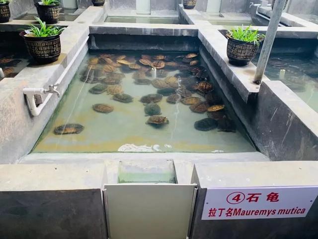 【沿“线”寻味】沿着刚通车的南凭高铁，寻找藏在崇左乡野的“桂字号”