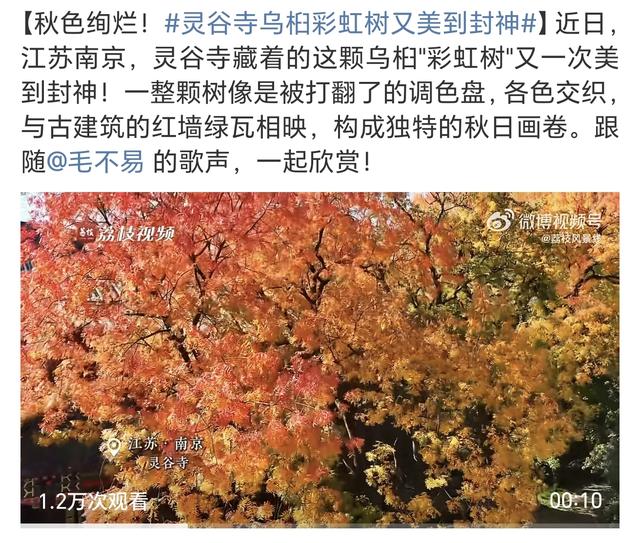 石象路银杏黄了！秋日南京必走的几条经典路线