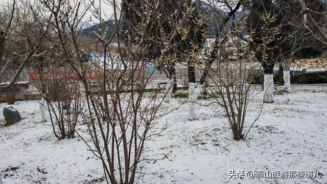 泰安：雪后，山脚下有条观光带，山静城美景奇，是徒步散心好去处