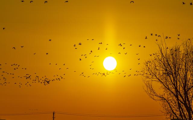 “乌秧乌秧”超壮观！“天上来客”为珲春送来限时美景