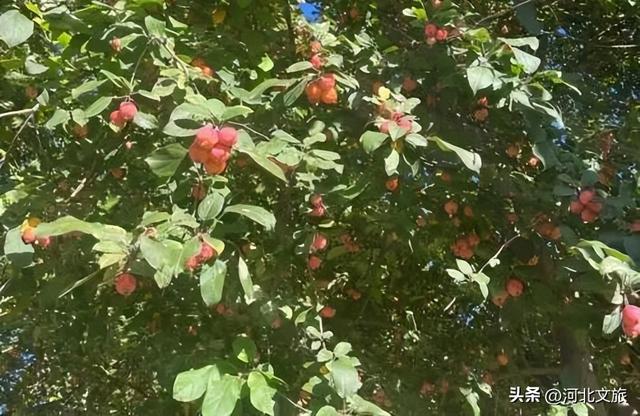 别错过！石家庄市城区赏秋最全指南，来啦→