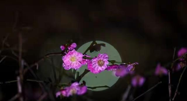 南京昨夜全城失眠？竟是被这场“犯规”的夜花美哭了！
