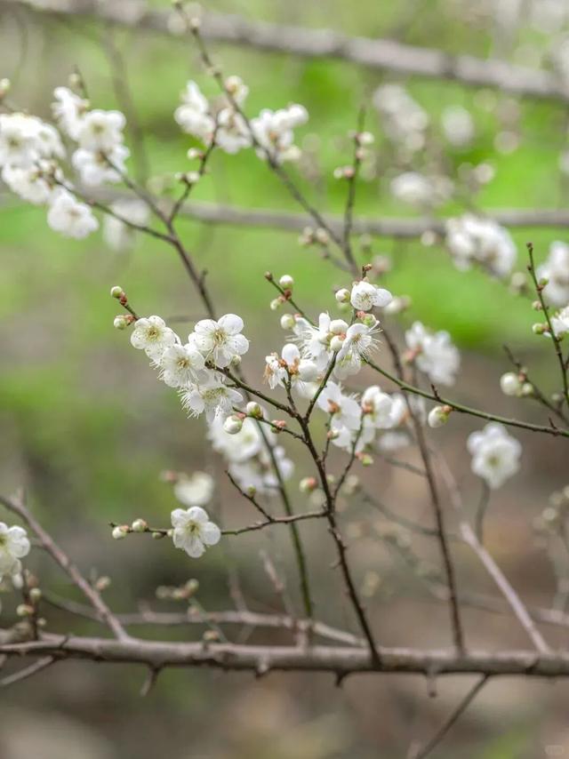 赏花何必等春！这个冬天，成都花儿都开men了→
