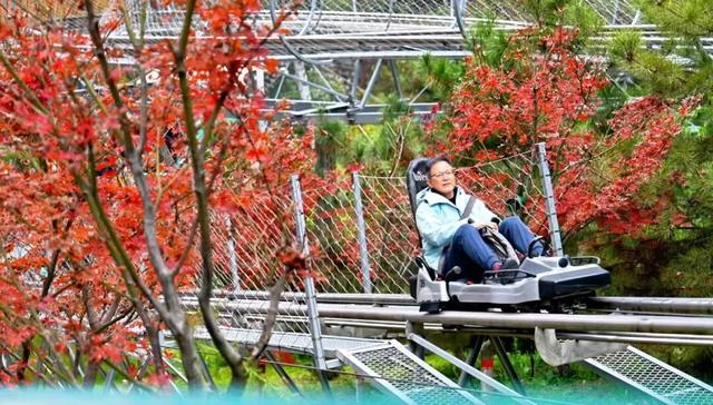 错过再等一年！华山红叶已到最佳期！