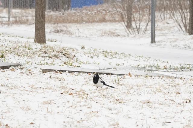 雪落石景山,美景入画来!石景山这里的雪景大片,请您欣赏!