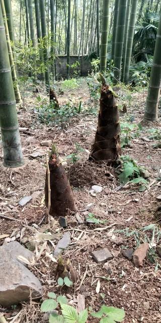 雾散竹青处 心向暖阳行