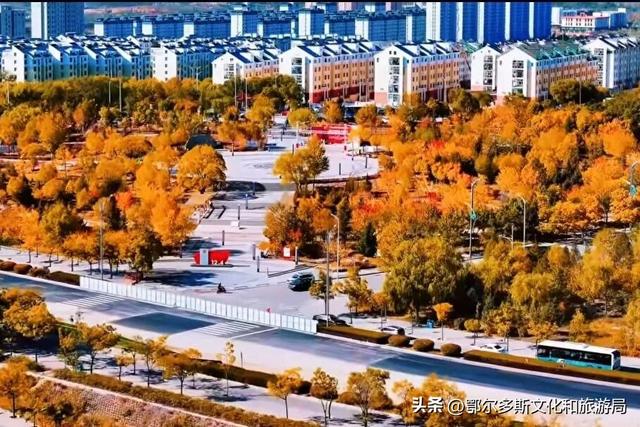 东胜区秋日私语——抓住金色的尾巴