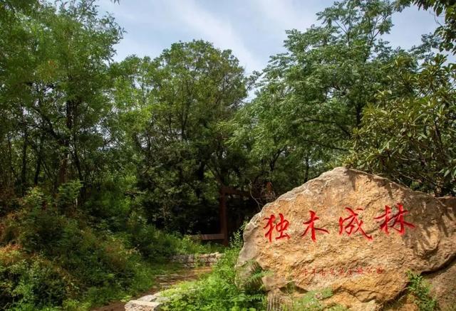 不焦虑，抱古树｜郑州古树漫游计划开启 100杯好礼免费送