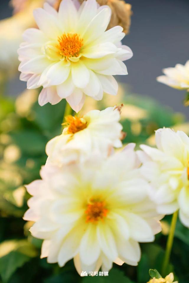 汉阳秋游隐藏副本：逛童话世界，刷个顶流花展