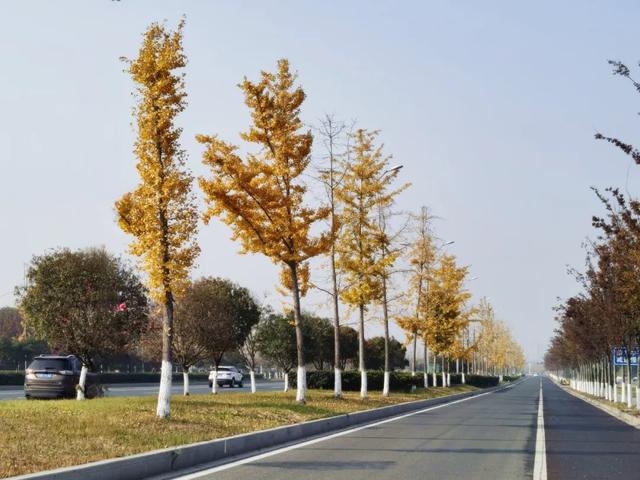 霜染银杏黄，涟水美翻天